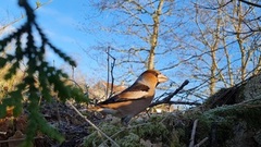 Hawfinch (Coccothraustes coccothraustes)
