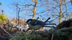 Great Tit (Parus major)