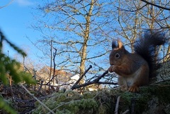 Eurasian Red Squirrel (Sciurus vulgaris)