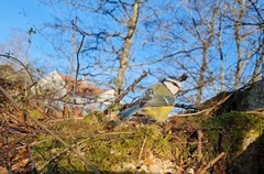 Blue Tit (Cyanistes caeruleus)