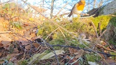 Robin (Erithacus rubecula)