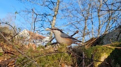 Nuthatch (Sitta europaea)