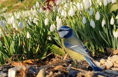 Blue Tit (Cyanistes caeruleus)