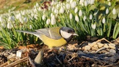 Great Tit (Parus major)