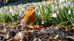 Robin (Erithacus rubecula)