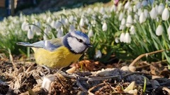 Blue Tit (Cyanistes caeruleus)