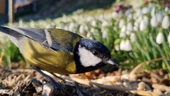 Great Tit (Parus major)
