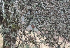 Chaffinch (Fringilla coelebs)