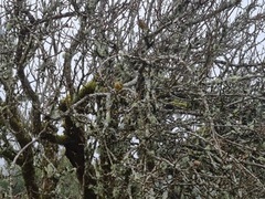 European Greenfinch (Chloris chloris)