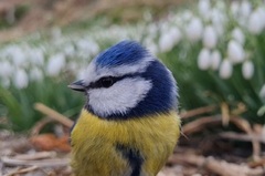 Blue Tit (Cyanistes caeruleus)