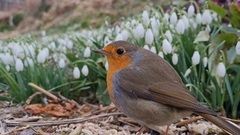 Robin (Erithacus rubecula)