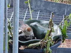 Blackcap (Sylvia atricapilla)