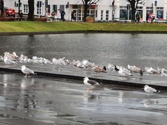 Sildemåke (Larus fuscus)