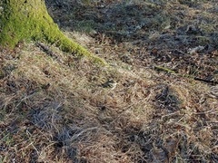 Eurasian Siskin (Spinus spinus)