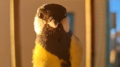 Great Tit (Parus major)