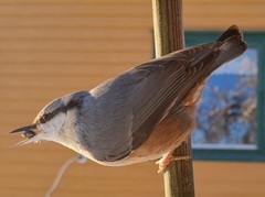 Nuthatch (Sitta europaea)