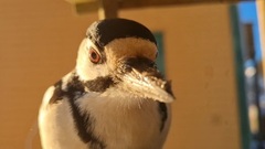 Great Spotted Woodpecker (Dendrocopos major)
