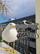 Sildemåke (Larus fuscus)