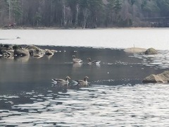 Greylag Goose (Anser anser)