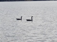 Canada Goose (Branta canadensis)