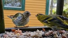 Grønnsisik (Spinus spinus)