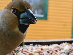 Kjernebiter (Coccothraustes coccothraustes)