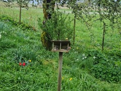 Dompap (Pyrrhula pyrrhula)