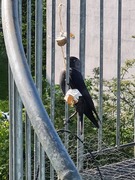 Kaie (Corvus monedula)