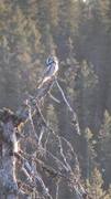 Northern Hawk Owl (Surnia ulula)