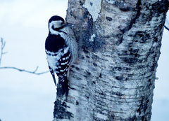 White-backed Woodpecker (Dendrocopos leucotos)