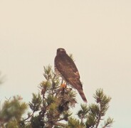 Eurasian Sparrowhawk (Accipiter nisus)