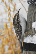 Trekryper (Certhia familiaris)