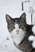 Cat (Felis catus)