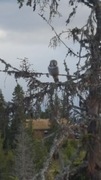 Northern Hawk Owl (Surnia ulula)
