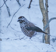 Nøttekråke (Nucifraga caryocatactes)