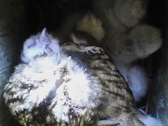 Tawny Owl (Strix aluco)