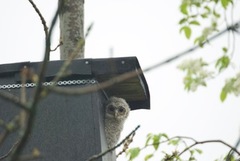 Tawny Owl (Strix aluco)