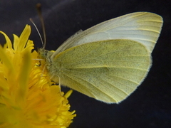 Liten kålsommerfugl (Pieris rapae)