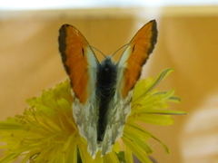 Aurorasommerfugl (Anthocharis cardamines)