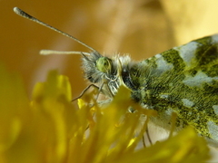 Aurorasommerfugl (Anthocharis cardamines)