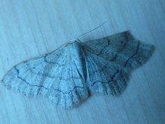 Vinkelengmåler (Idaea aversata)