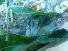 Yponomeuta padella/malinellus/cagnagella