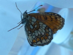 Heath Fritillary (Melitaea athalia)