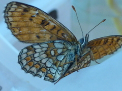 Heath Fritillary (Melitaea athalia)