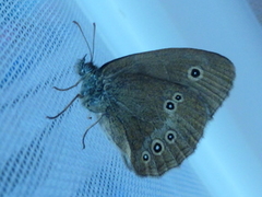 Ringlet (Aphantopus hyperantus)