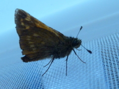 Large Skipper (Ochlodes sylvanus)