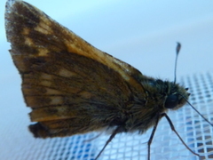 Large Skipper (Ochlodes sylvanus)