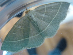 Olive Crescent (Trisateles emortualis)