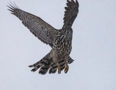 Hønsehauk (Accipiter gentilis)