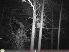 Tawny Owl (Strix aluco)